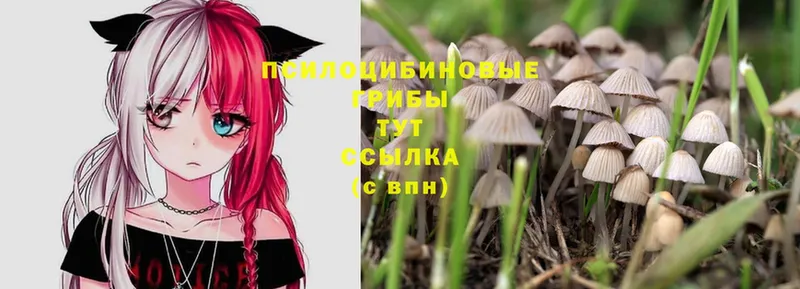 Псилоцибиновые грибы Psilocybe  Липки 